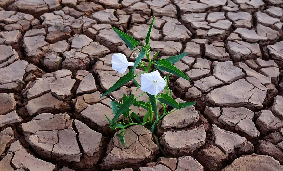 How Biostimulators Help Crops Survive Drought and Heat Stress